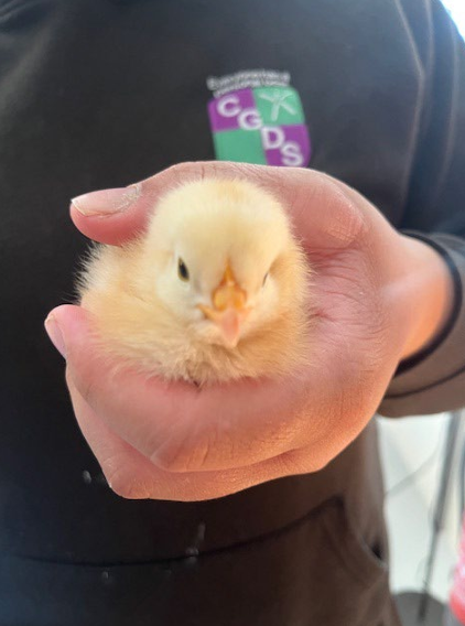 Baby Chick In Hand