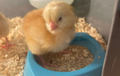 Chick With Food