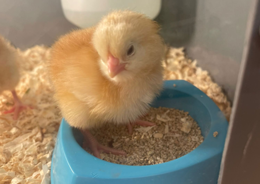 Baby Chick With Food