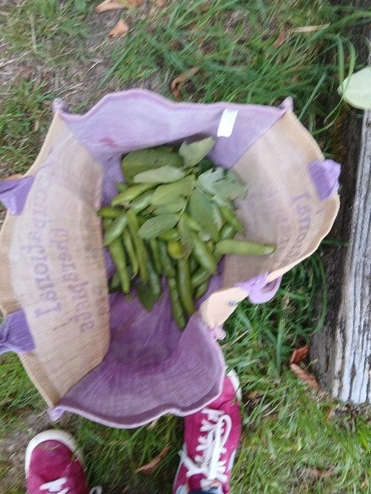 Runner Beans