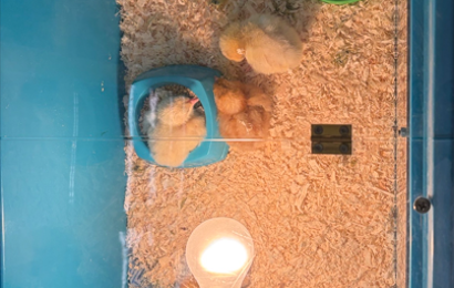 Northampton School - Living Eggs