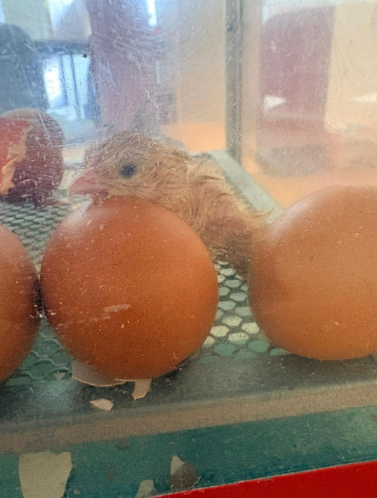Chicks Hatching From Eggs