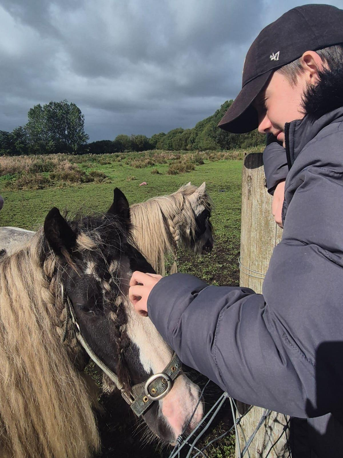 Moss Lane Farm Horses