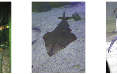 Hereford School - Cambian Hereford School Enjoys Memorable Visit to Birmingham Sea Life Centre 