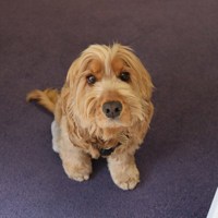 Team Member image