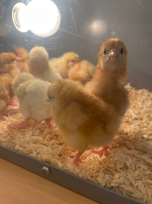 Baby Chicks